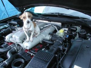 Hond Ferrari
