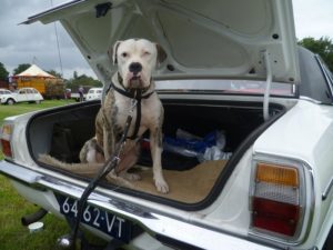 Klassieke hond