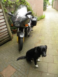 Wammes, the new dog