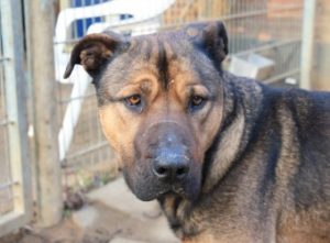 Diesel, asielhond