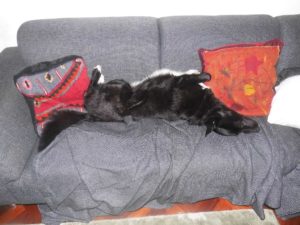 Diesel, asielhond