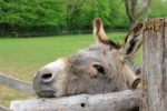 Een motorrit. En een link met Kerstmis - Auto Motor Klassiek